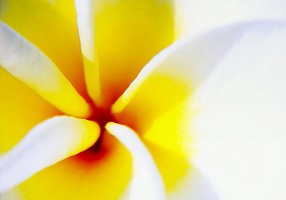 plumeria