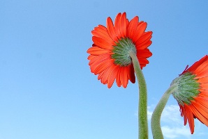 Gerbera