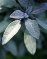 sage