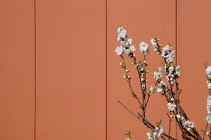 White flowers on color wall