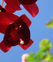 Blue skies and fuschias