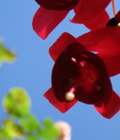 Blue skies and fuschias
