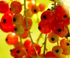 Red currant