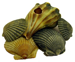 shells