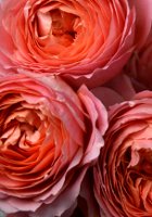 Romantic Antike rose