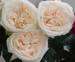 White O'Hara rose