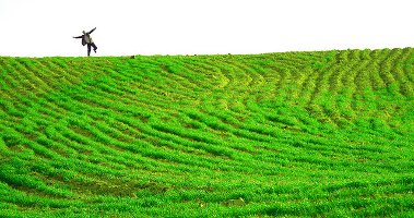 Green field, man