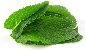 mint leaves