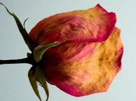 Toujours un peu perdu dans les nuages