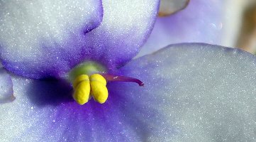African violet