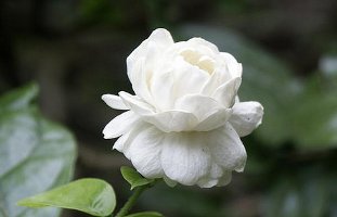 Jasminum sambac 'Grand Duke of Tuscany' 