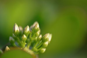 Green buds