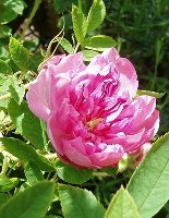 Damask rose