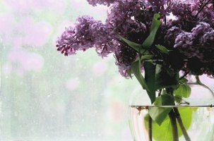 lilacs in vase, more lilacs through window