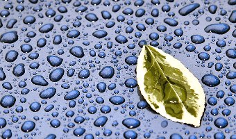 Leaf in rain