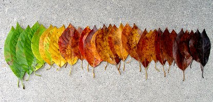 rainbow of leaves