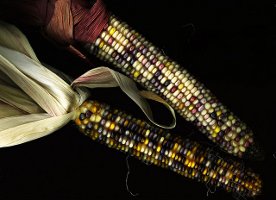 Indian Corn