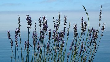 Chanel Jersey perfume