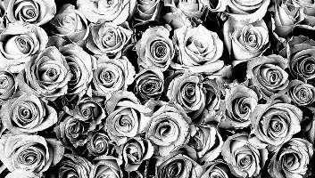 b&w roses