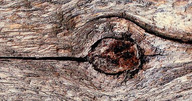 wood eye