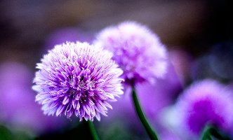 Chive blossom