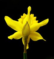 daffodil
