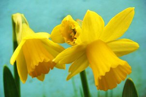daffodils