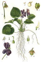 viola odorata
