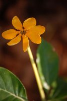 Sarah Horowitz Perfect Bliss