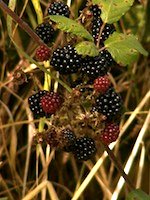 berries