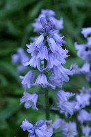Bluebells, closeup