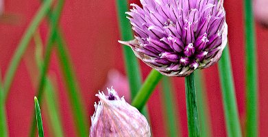 chives