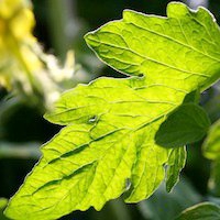 tomato leaf