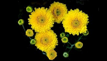 macro flowers on black