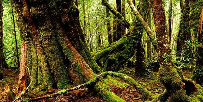 the forest, with moss
