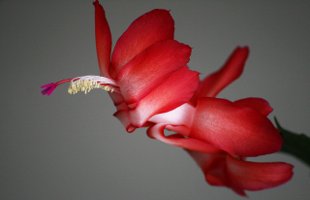 christmas cactus