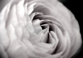 flower, b&w