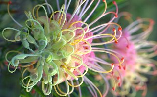 grevillea