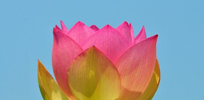 Lotus Flower Kenilworth Aquatic Gardens
