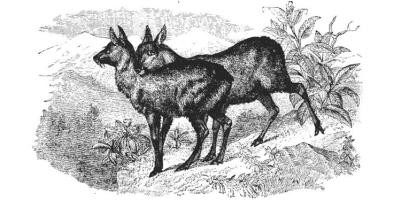 musk deer