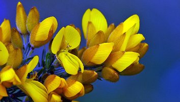 Gorse bloom