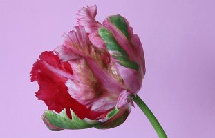 pink tulip