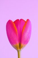 pink tulip