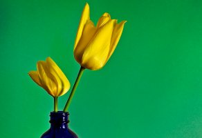 tulips, blue bottle