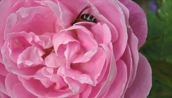 La Reine Victoria rose