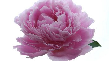 peony