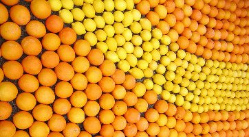 citrus