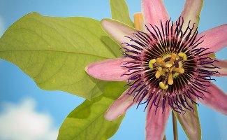 Passiflora Perfume Passion