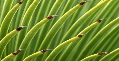 Yucca, Berkeley Botanical Garden