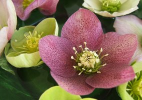 hellebore